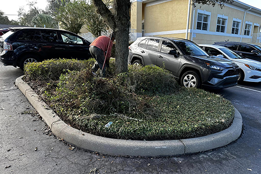 Employee of a Landscape Design Company Pruning a Wesley Chapel Commercial Lawn
