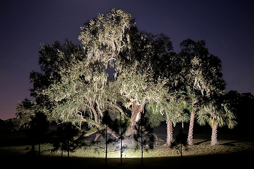 Trees on a Commercial Lawn in Wesley Chapel Florida Made More Beautiful by Landscape Lighting