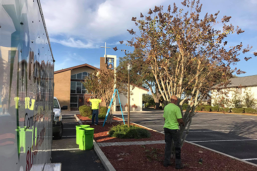 Employees of a Lawn Care Company Pruning Trees on a Commercial Lot in Wesley Chapel FL