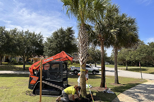 Employees of Wesley Chapel Plant and Flower Installation Company Planting Trees on a Commercial Property