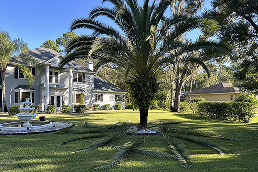 Leaves of Palm Tree Pruned by Residential Lawn Care Company Serving Wesley Chapel Florida