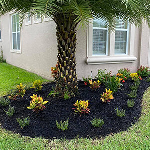 Mulching Done by Landscaping Company Outside a Commercial Space in Wesley Chapel FL