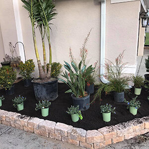 Plants and Flowers To Be Installed by Wesley Chapel-based Residential Landscaping Company