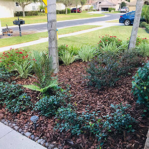 Output of Mulching Done on a Residential Lawn in Wesley Chapel Florida